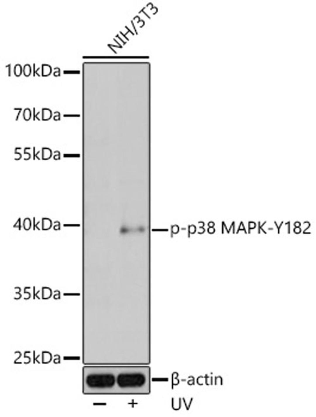 Western blot - Phospho-p38 MAPK-Y182 pAb (AP0057)