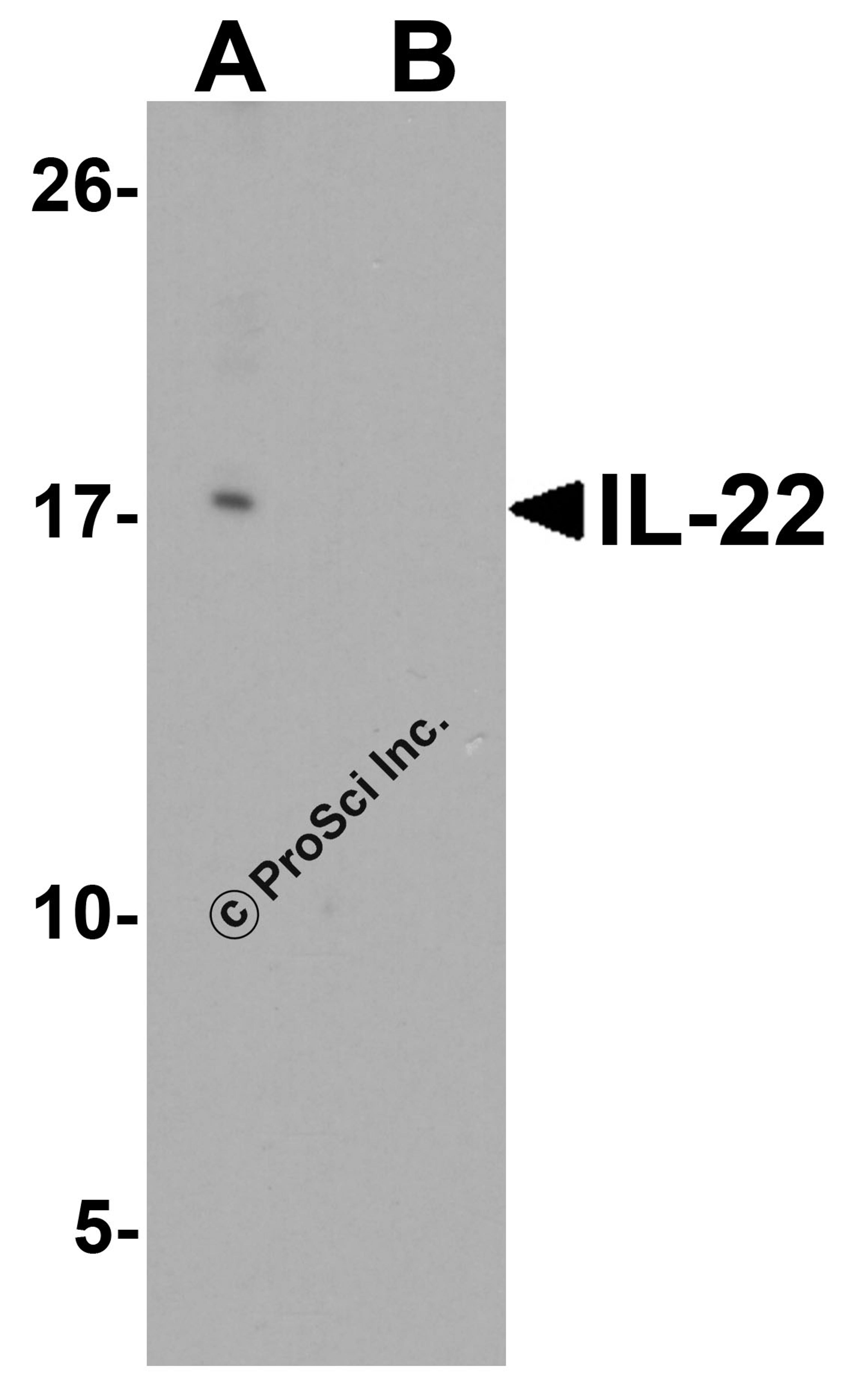 Western blot analysis of IL-22 in HeLa cell lysate with IL-22 antibody at 0.5 μg/ml in (A) the absence and (B) the presence of blocking peptide.
