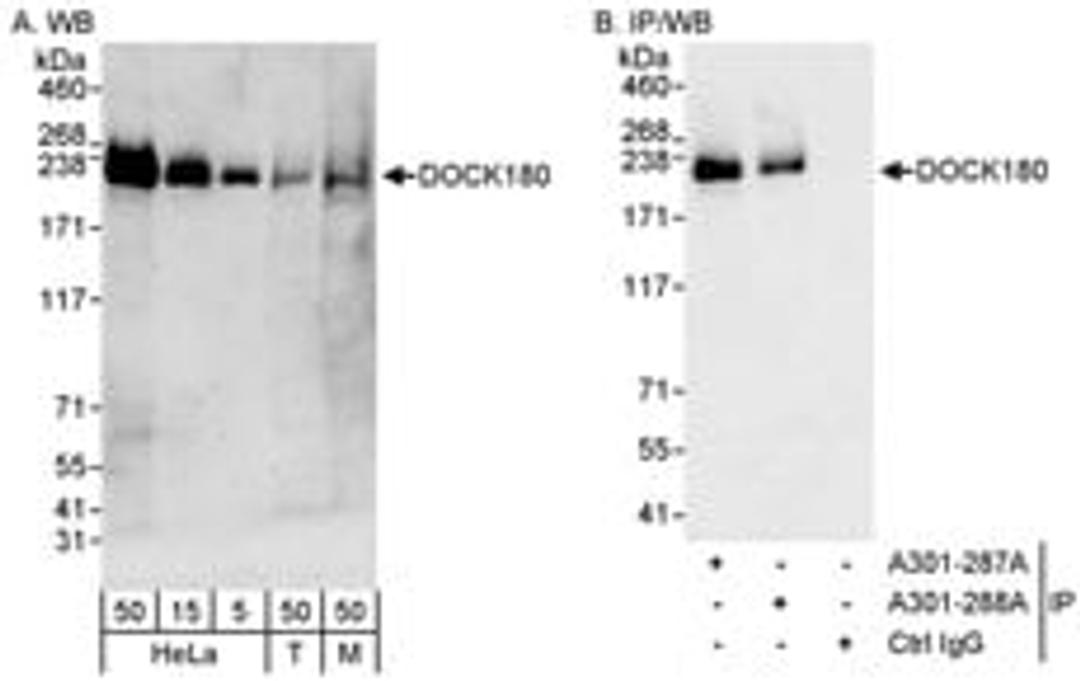 Detection of human and mouse DOCK180 by western blot (h&m) and immunoprecipitation (h).