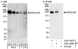 Detection of human and mouse DOCK180 by western blot (h&m) and immunoprecipitation (h).