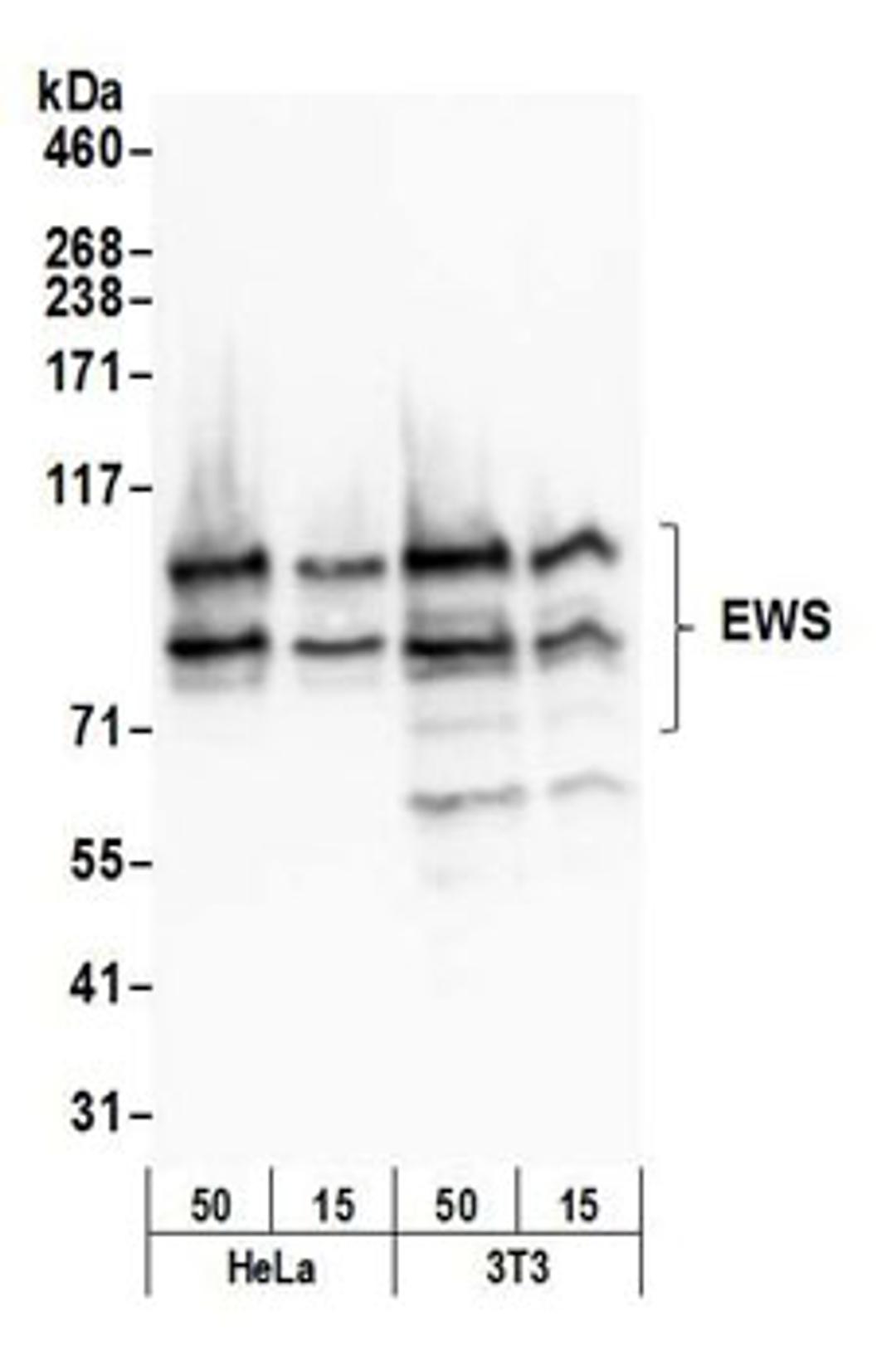 Detection of human and mouse EWS by western blot.