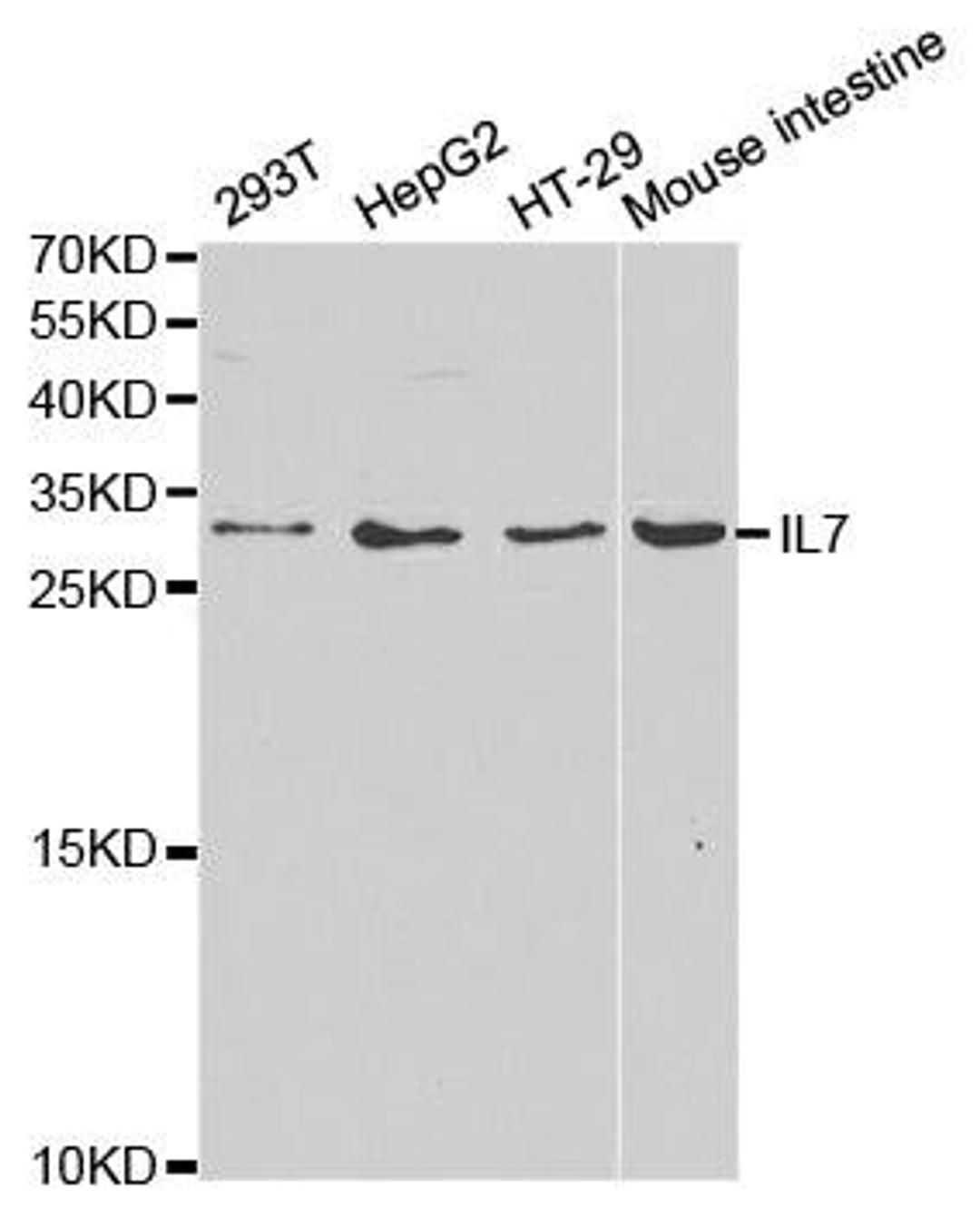 Western blot analysis of extracts of various cell lines using IL7 antibody