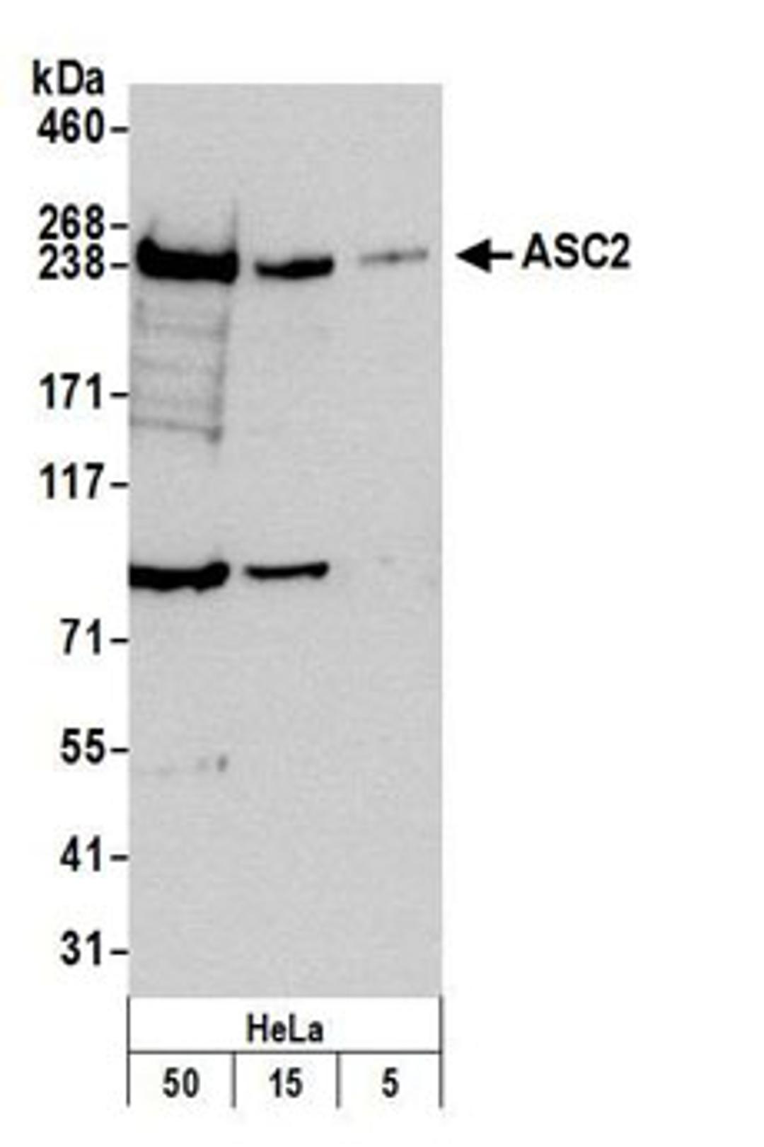 Detection of human ASC2 by western blot.