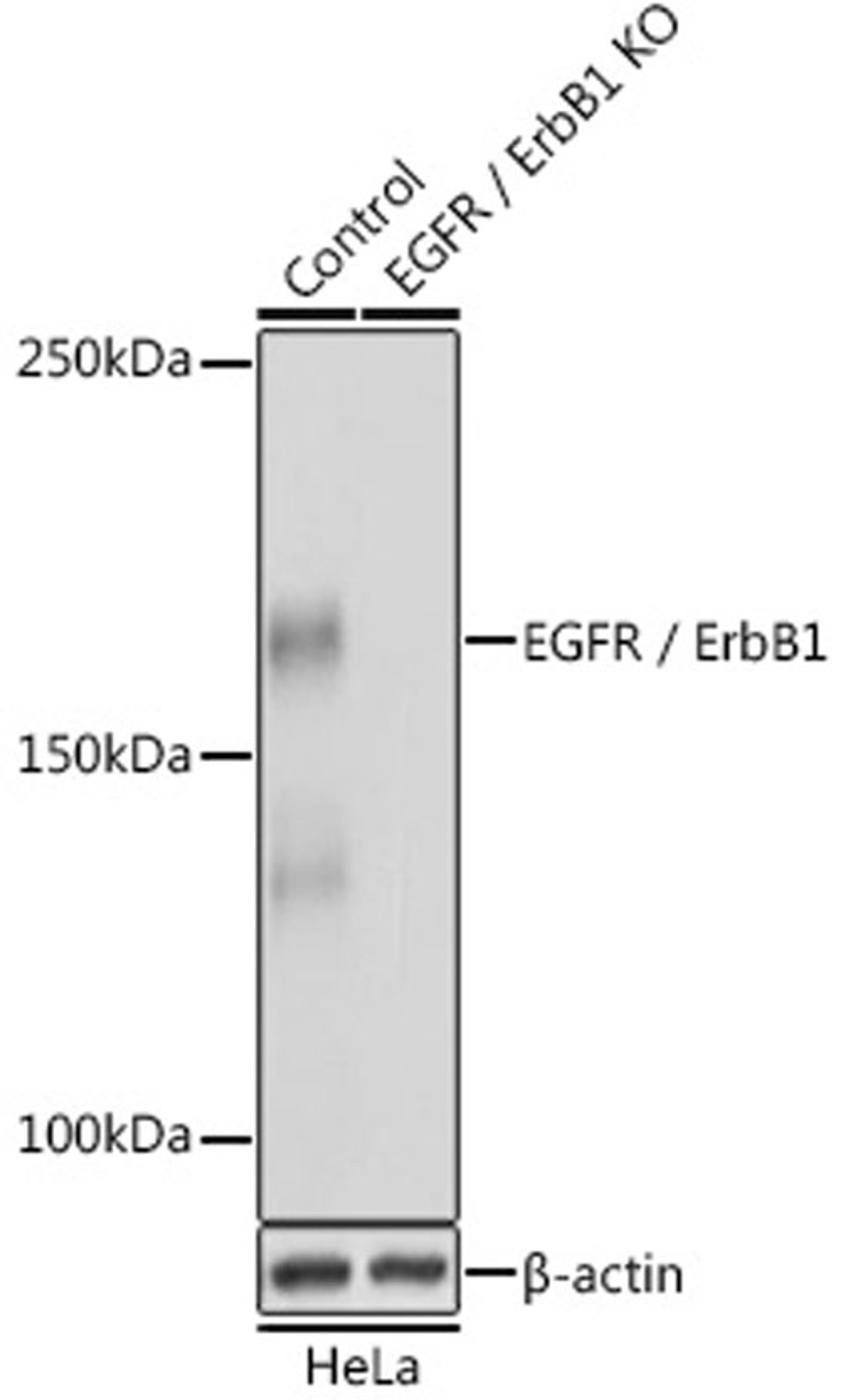 Western blot - EGFR / ErbB1 antibody (A4929)