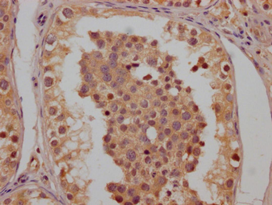 IHC image of CSB-PA005485LA01HU diluted at 1:200 and staining in paraffin-embedded human testis tissue performed on a Leica BondTM system. After dewaxing and hydration, antigen retrieval was mediated by high pressure in a citrate buffer (pH 6.0). Section was blocked with 10% normal goat serum 30min at RT. Then primary antibody (1% BSA) was incubated at 4°C overnight. The primary is detected by a Goat anti-rabbit polymer IgG labeled by HRP and visualized using 0.05% DAB.