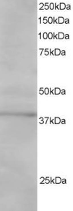 46-328 staining (1ug/ml) of Jurkat lysate (RIPA buffer, 30ug total protein per lane). Primary incubated for 1 hour. Detected by western blot using chemiluminescence.