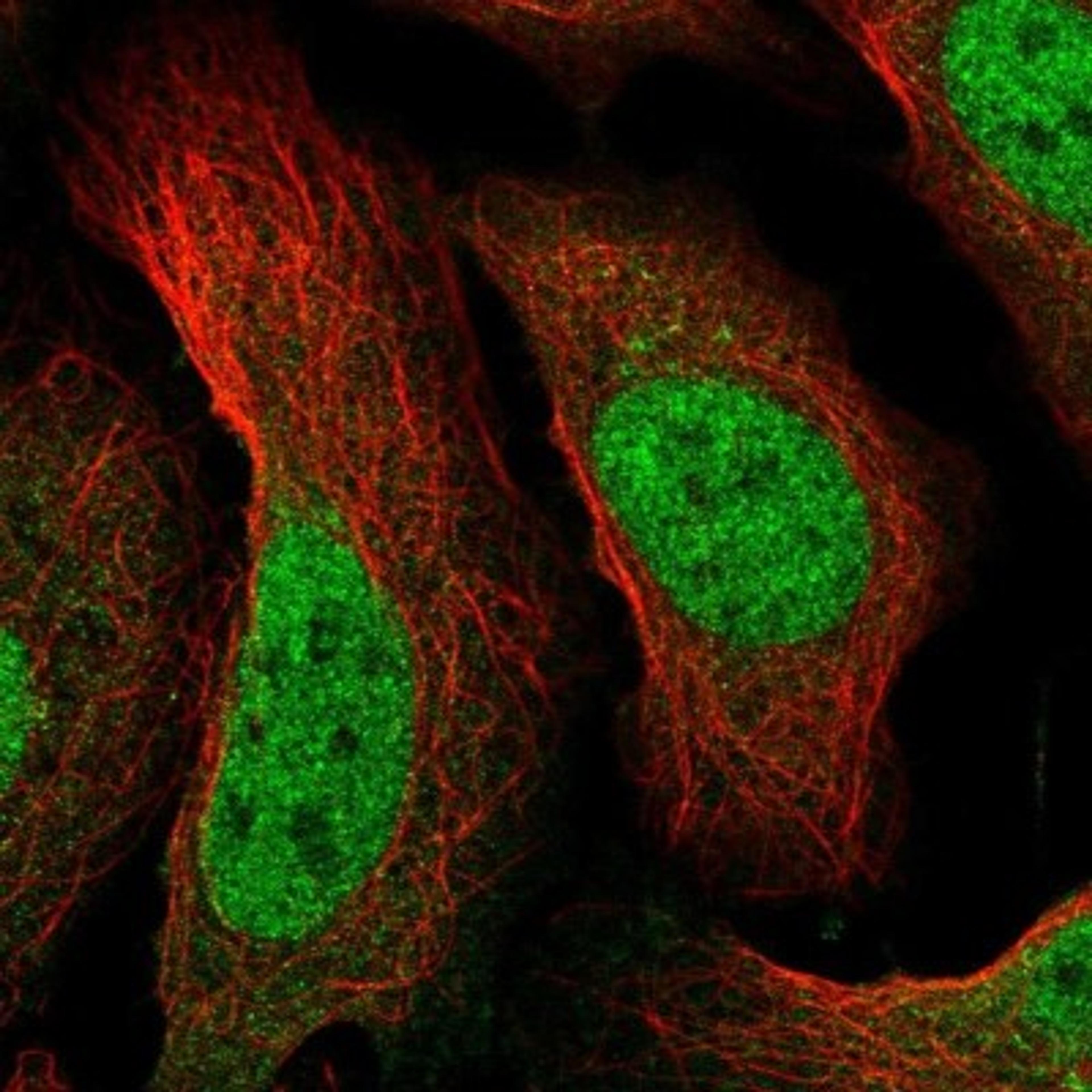 Immunocytochemistry/Immunofluorescence: RPB9 Antibody [NBP1-92344] - Staining of human cell line U-2 OS shows positivity in nucleus but not nucleoli.