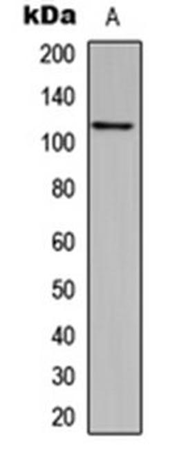 Western blot analysis of MCF7 (Lane 1) whole cell lysates using CEP110 antibody