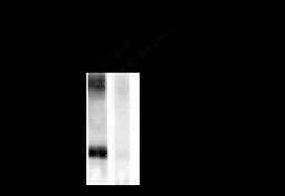 Western blot of rat cortex lysate showing phospho-specific immunolabeling of the ~50k GAP-43 protein phosphorylated at Ser41.