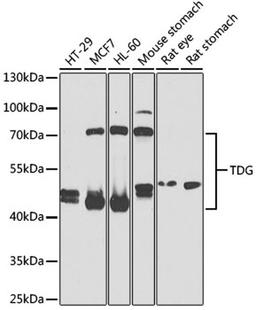 Western blot - TDG antibody (A5756)