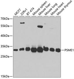 Western blot - PSME1 antibody (A5358)