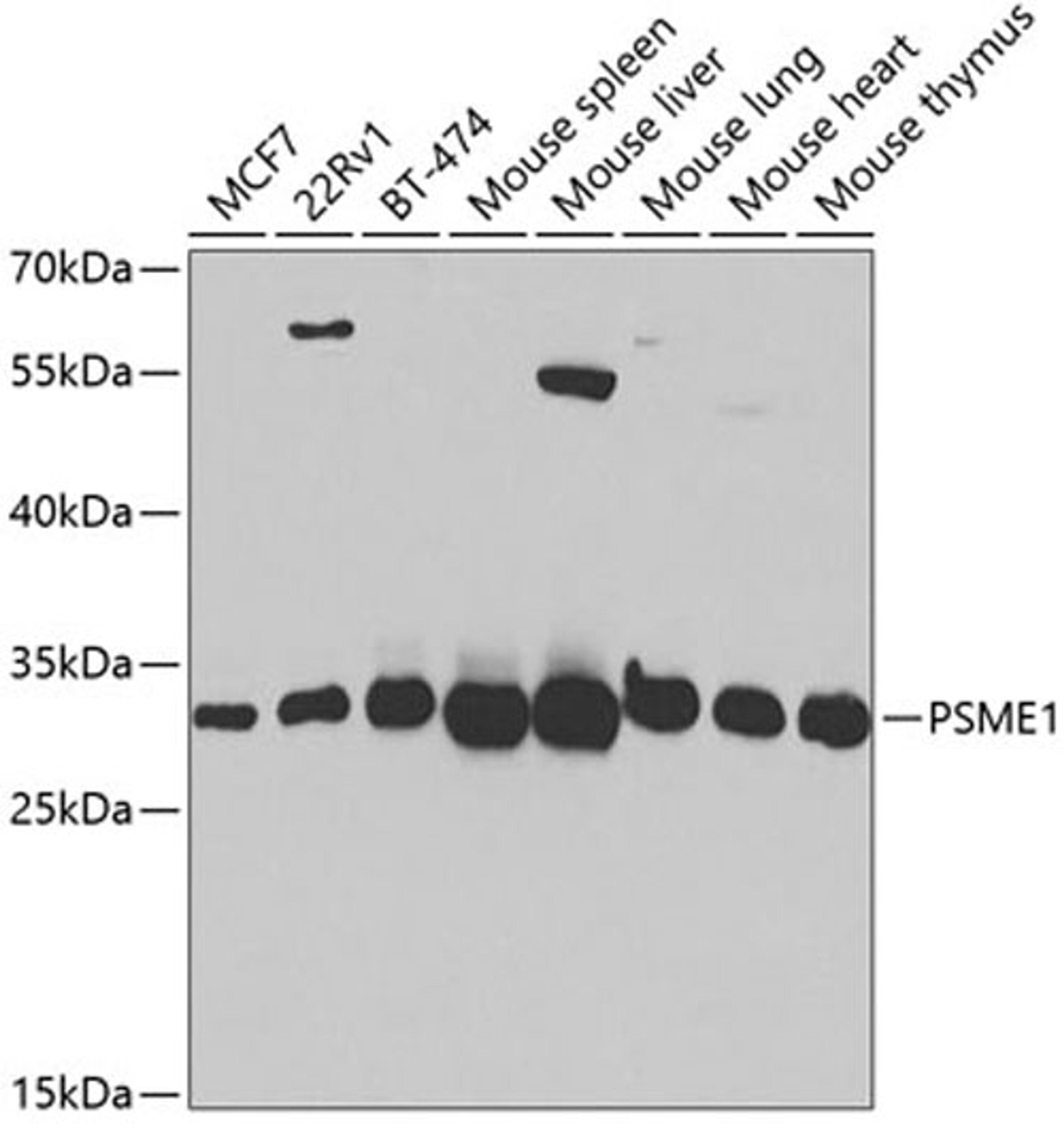 Western blot - PSME1 antibody (A5358)