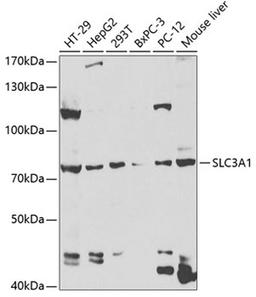 Western blot - SLC3A1 antibody (A5500)