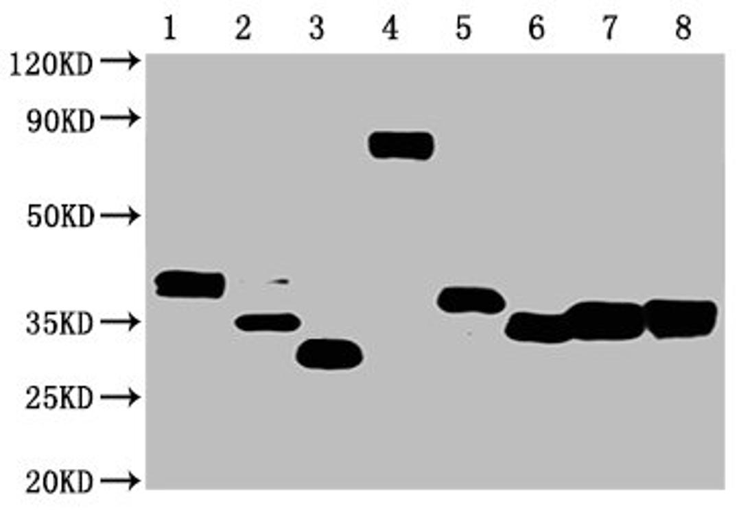 Western Blot. Positive WB detected in: 50ng Recombinant protein with Avi tag from E.coli and Mammalian cellAll lanes: Avi tag antibody at 1:1000. Secondary. Goat polyclonal to mouse IgG at 1/50000 dilution. Predicted band size: 40, 35, 30, 70, 40, 33, 35, 40 KDa. Observed band size: 40, 35, 30, 70, 40, 33, 35, 4 KDa. Exposure time：1min