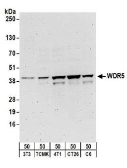 Detection of human and mouse WDR5 by western blot (h&m) and immunoprecipitation (h).