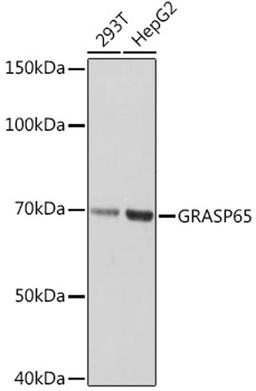 Western blot - GRASP65 Rabbit mAb (A2316)