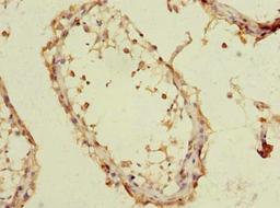Immunohistochemistry of paraffin-embedded human testis tissue using CSB-PA023898LA01HU at dilution of 1:100