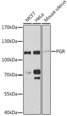 Western blot - PGR antibody (A0321)