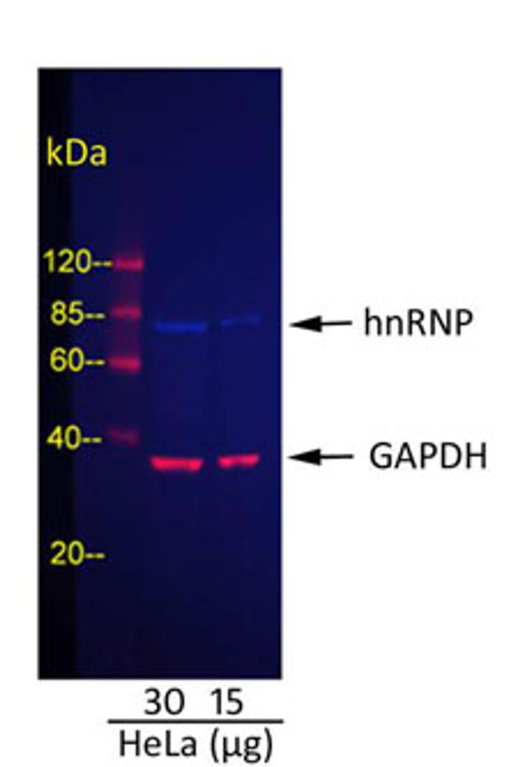 Detection of GAPDH and hnRNP in HeLa Whole Cell Lysate.