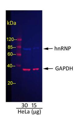 Detection of GAPDH and hnRNP in HeLa Whole Cell Lysate.