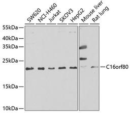 Western blot - C16orf80 antibody (A7099)