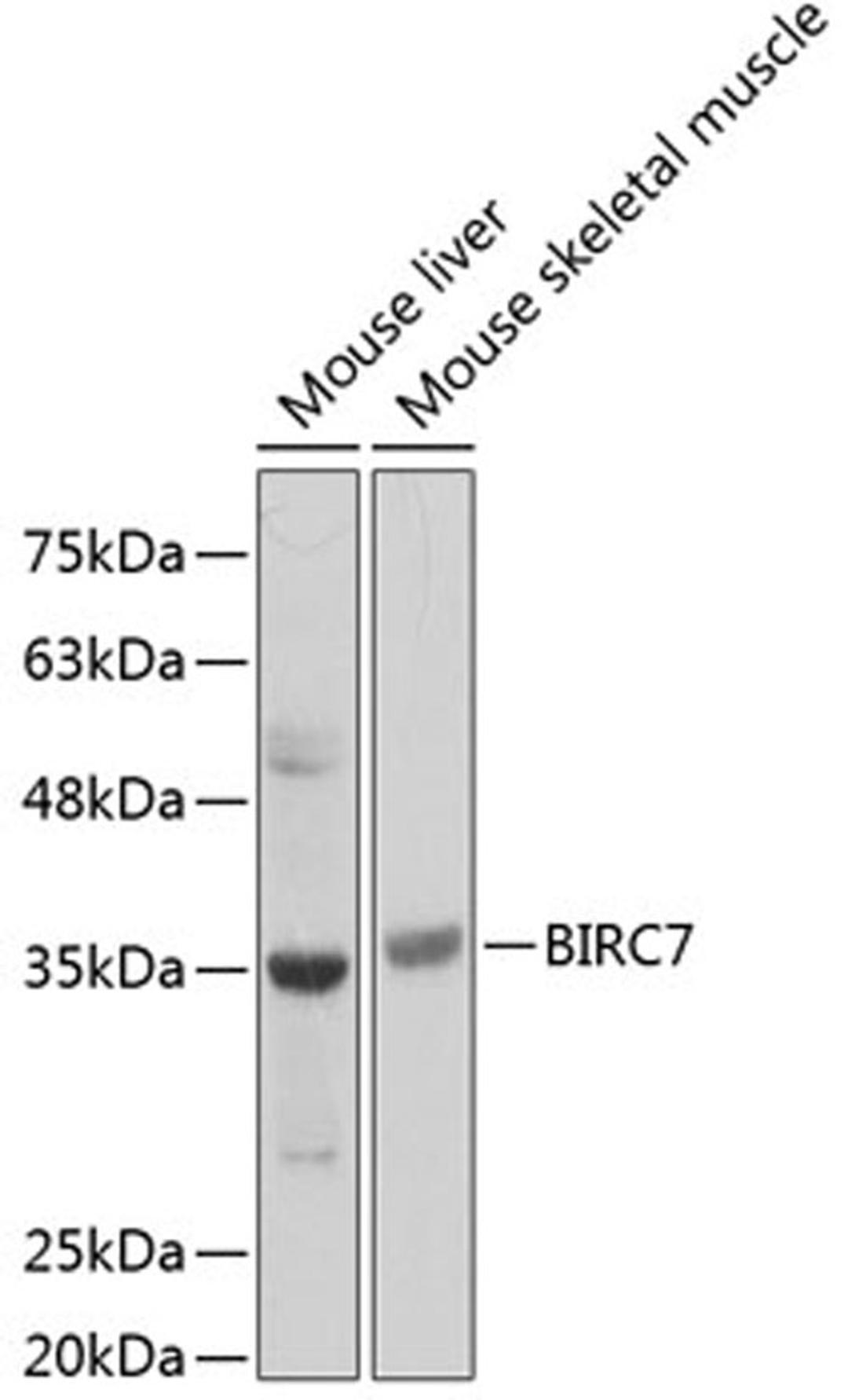 Western blot - BIRC7 Antibody (A12600)