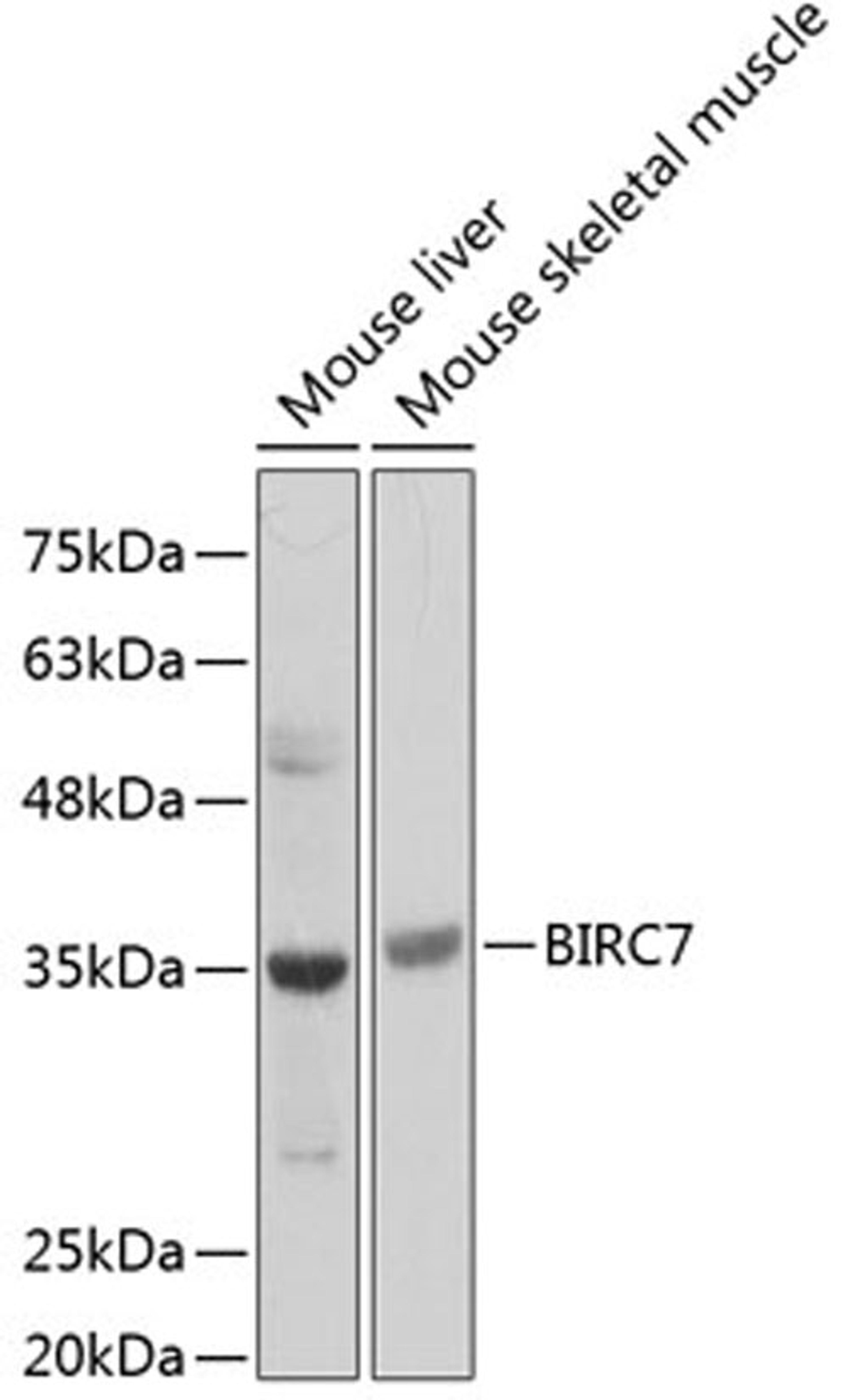 Western blot - BIRC7 Antibody (A12600)