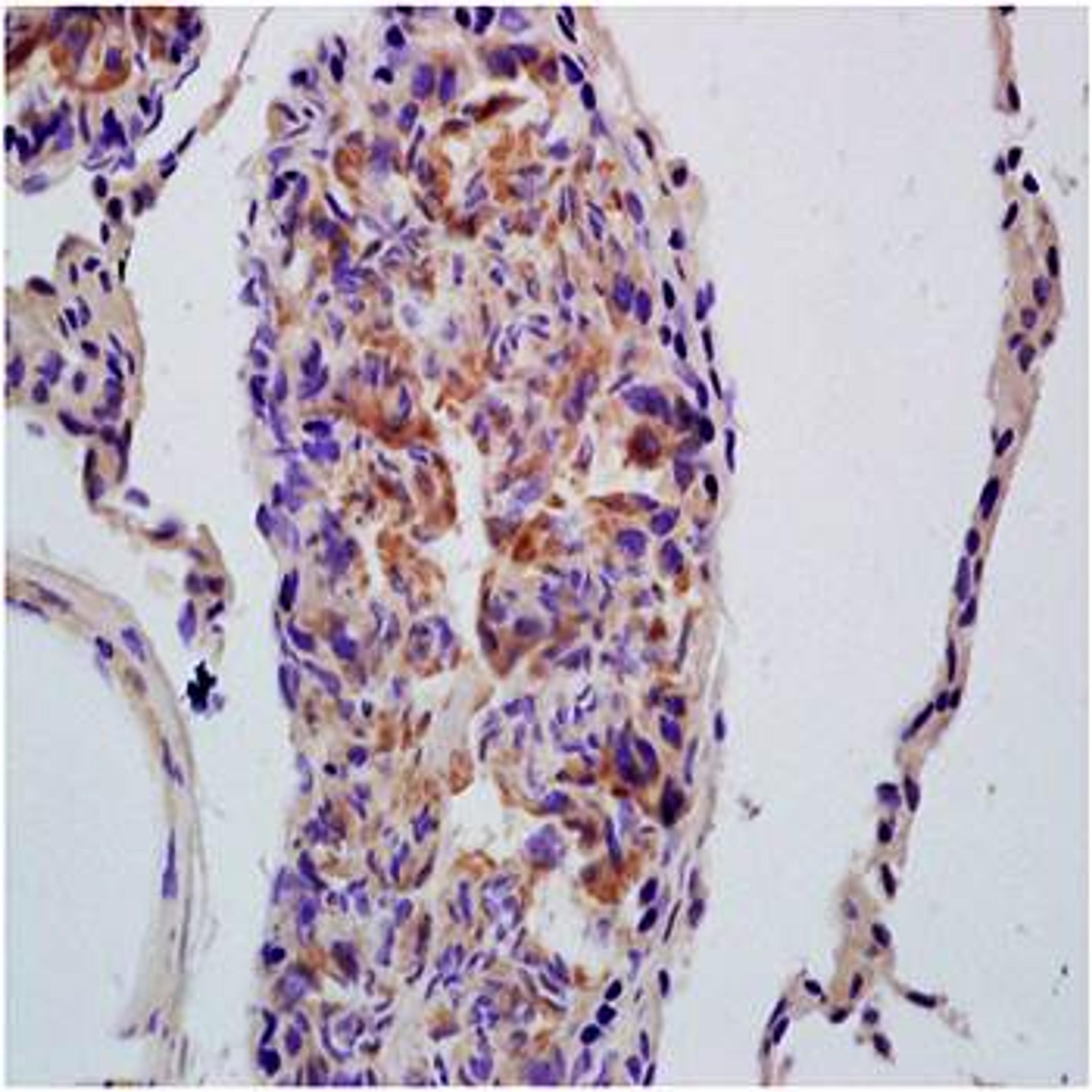 Paraffin-embedded rat testis tissue with 4% paraformaldehyde. Antigen retrieval by boiling with citrate buffer. Blocking buffer is goat serum (37 degrees for 20 min.). PDHA1 (phospho-Ser293) antibody at 1:200 dilution with overnight incubation at 4 degree