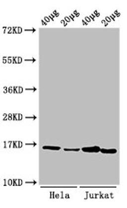 Western Blot. Positive WB detected in: Hela cell acid extracts, Jurkat cell acid extracts. All lanes: HIST1H3A antibody at 1µg/ml. Secondary. Goat polyclonal to rabbit IgG at 1/50000 dilution. Predicted band size: 16 kDa. Observed band size: 16 kDa