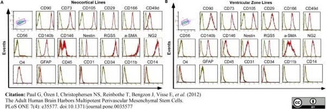 Mouse anti Human CD146 antibody, clone OJ79c used for the evaluation of CD146 expression