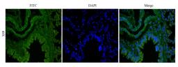 Immunofluorescence analysis of mouse lung tissue using anti-KLF2 (dilution of primary antibody - 1:200)