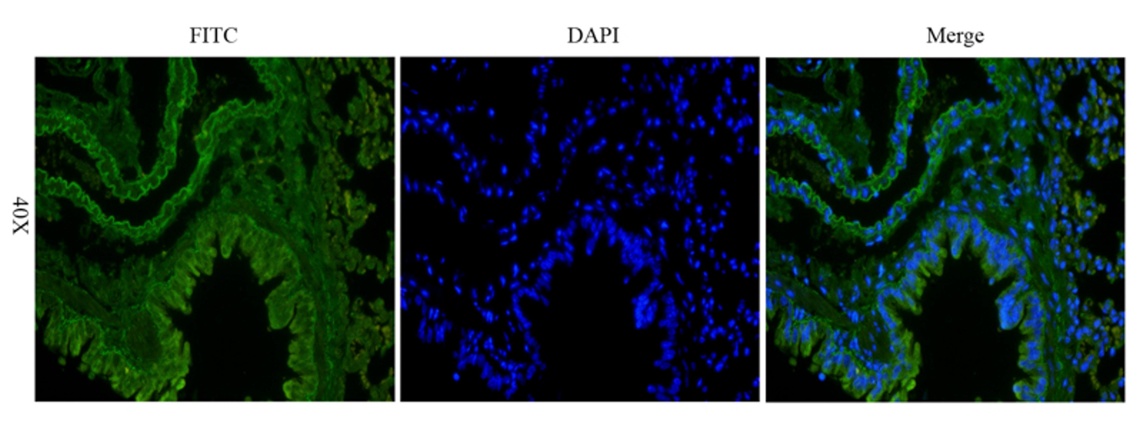 Immunofluorescence analysis of mouse lung tissue using anti-KLF2 (dilution of primary antibody - 1:200)