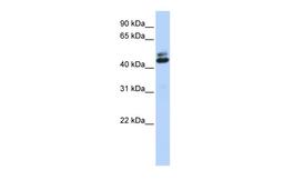 Antibody used in WB on Human Brain at 0.2-1 ug/ml.