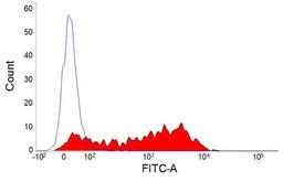 Staining of ovine peripheral blood lymphocytes with Mouse anti Sheep CD25