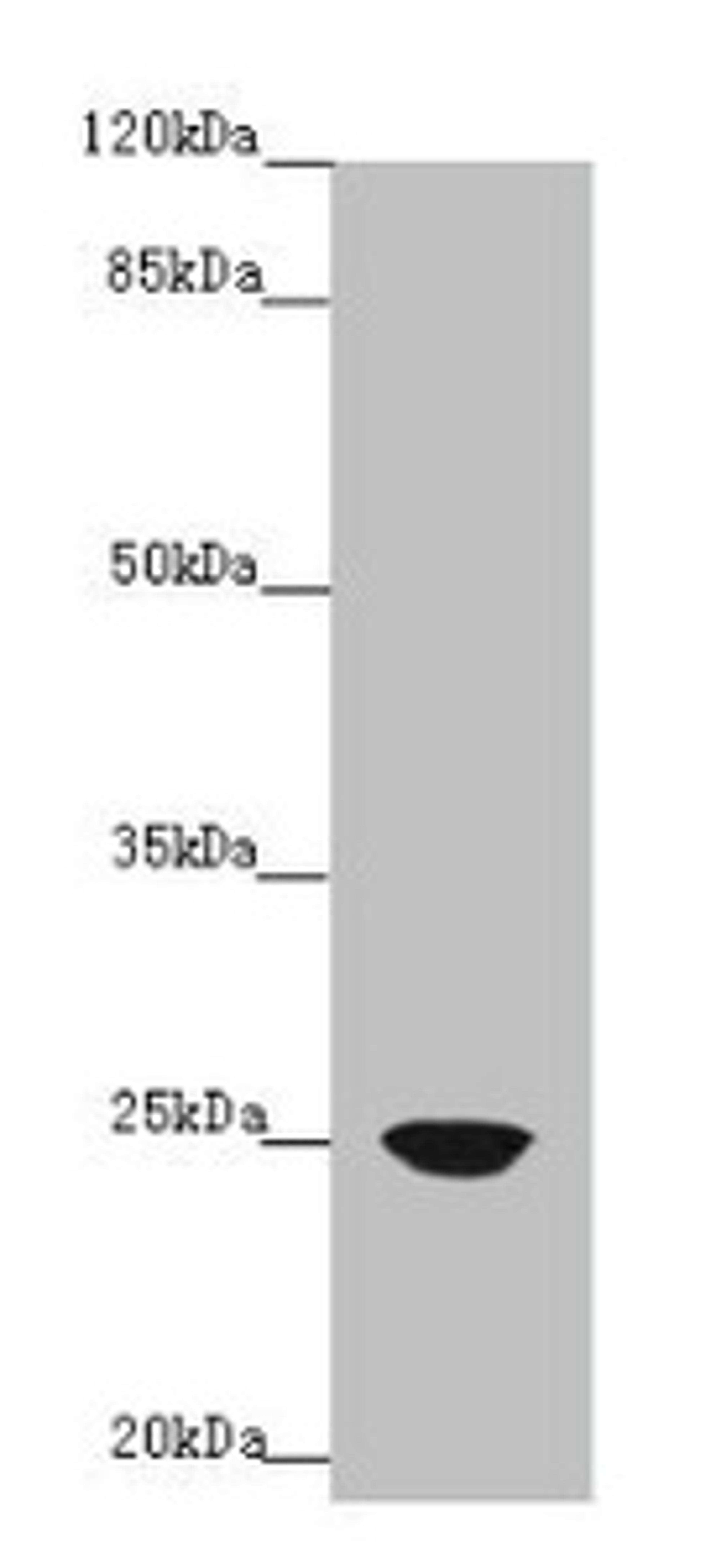 Western blot. All lanes: FAM3C antibody at 4µg/ml + A431 whole cell lysate. Secondary. Goat polyclonal to rabbit IgG at 1/10000 dilution. Predicted band size: 25 kDa. Observed band size: 25 kDa