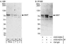 Detection of human MNT by western blot and immunoprecipitation.