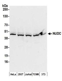 Detection of human and mouse NUDC by western blot.