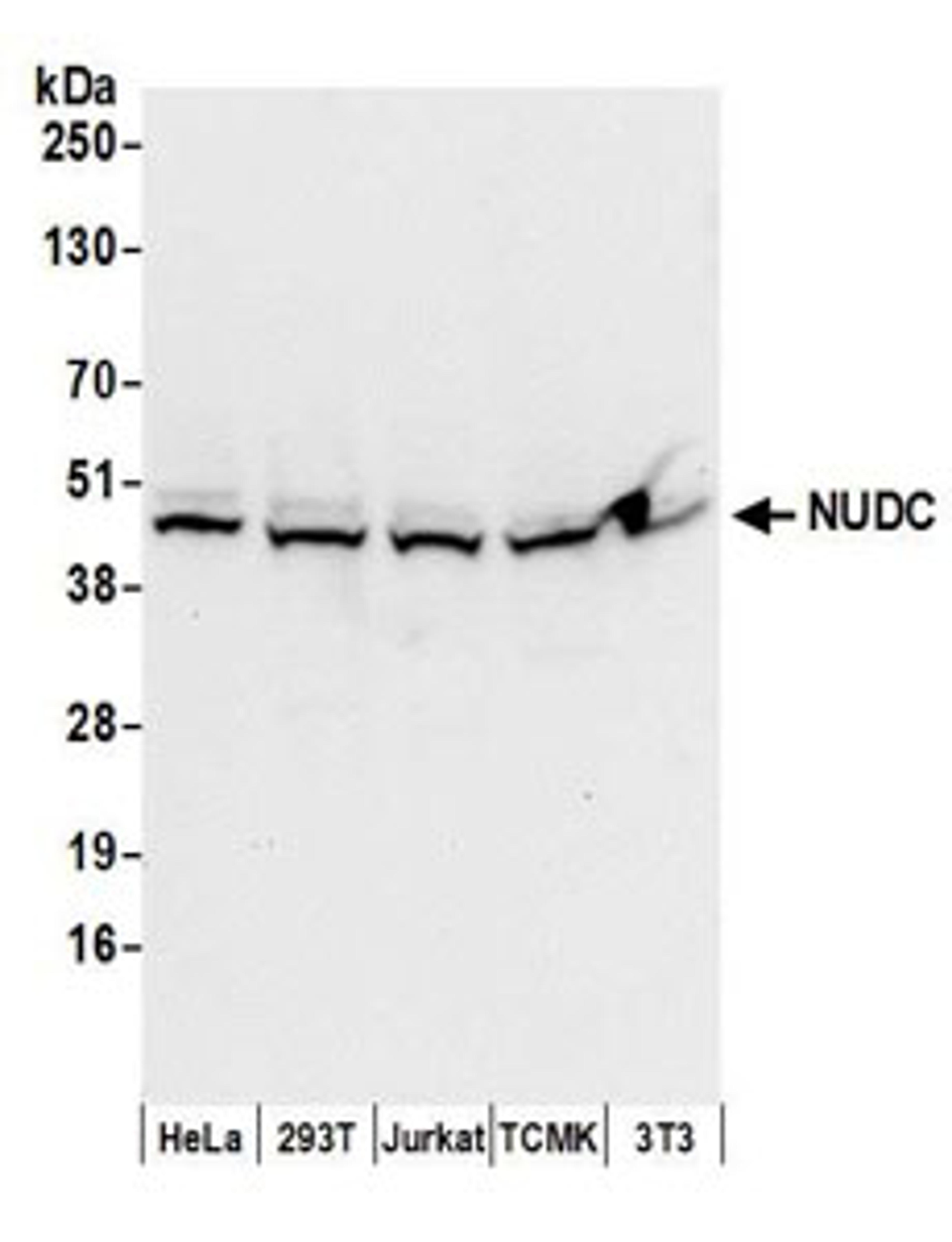 Detection of human and mouse NUDC by western blot.