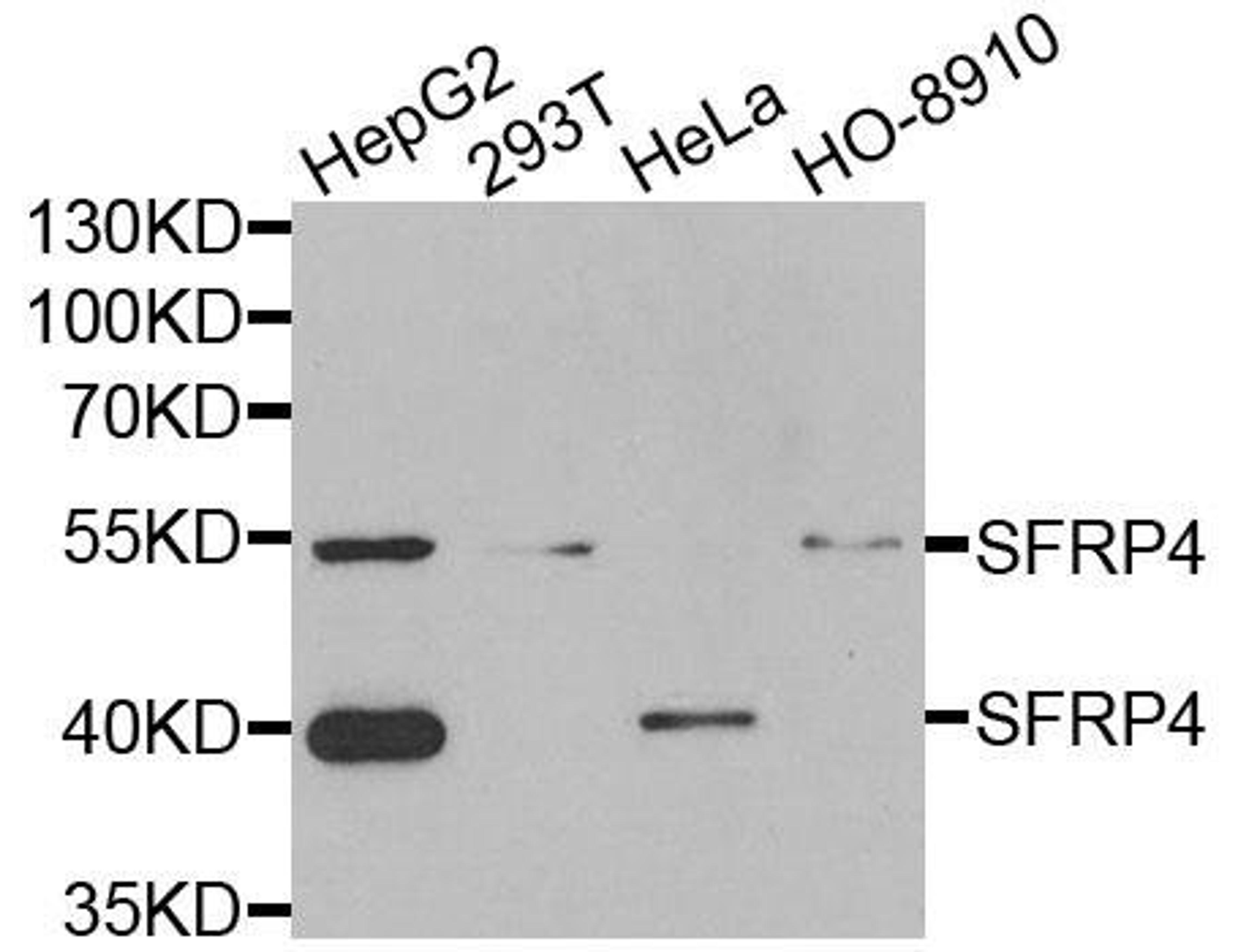 Western blot analysis of extracts of various cells using SFRP4 antibody