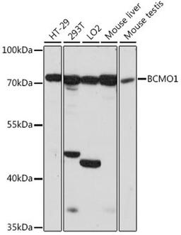 Western blot - BCMO1 antibody (A15848)