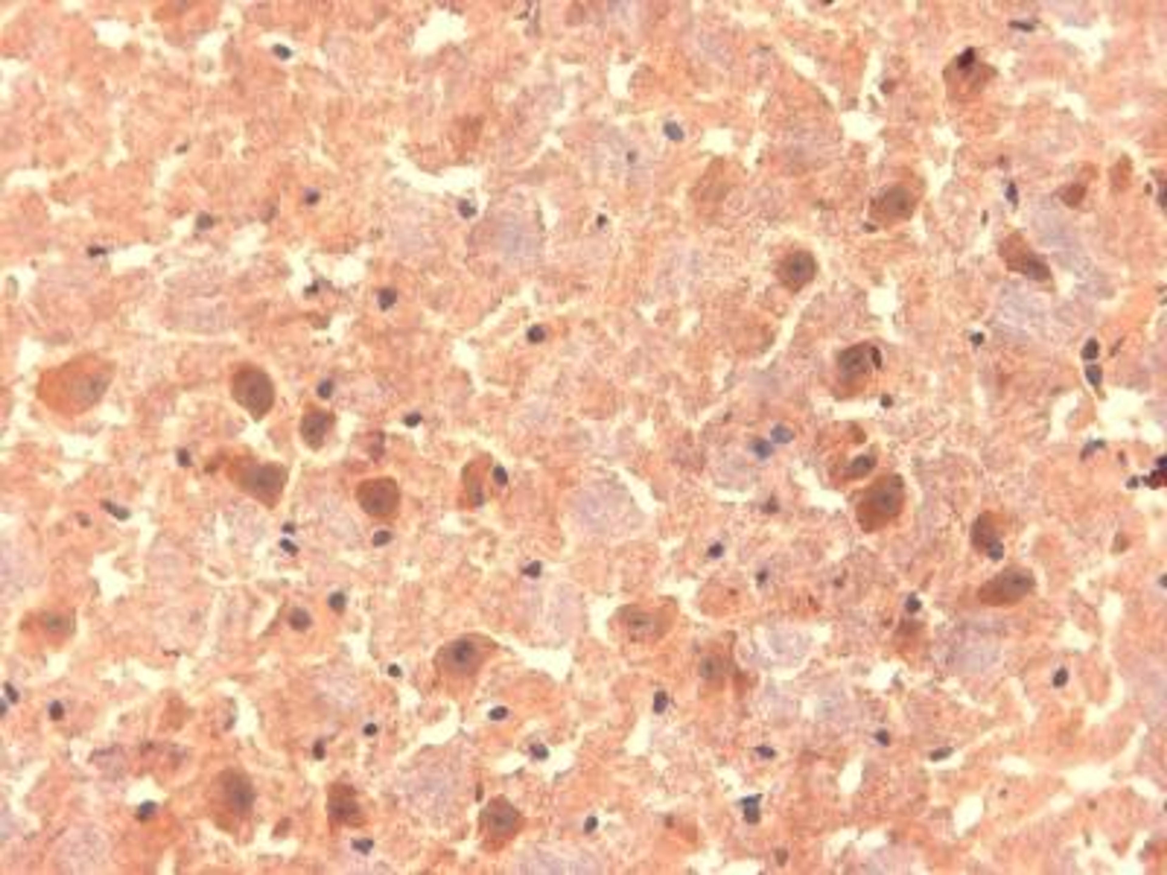 Immunohistochemistry-Frozen: Olfactomedin-1/Noelin-1 Antibody (S96-7) [NBP1-49580] - Frozen sections of mouse brain using this antibody.