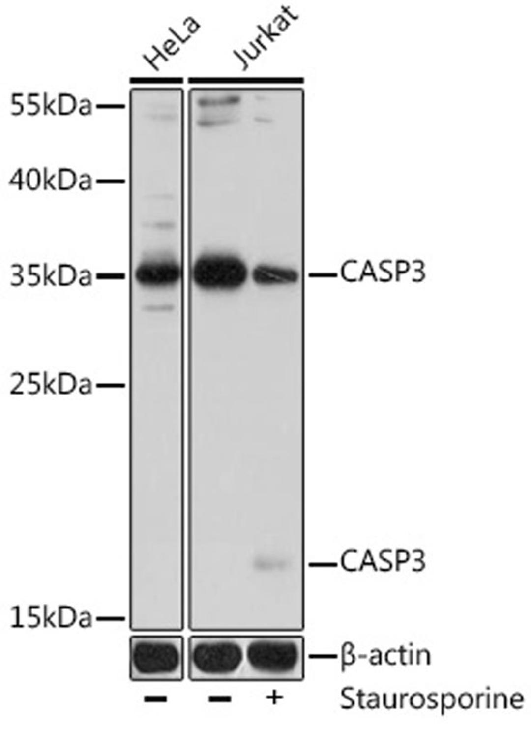 Western blot - Caspase-3 antibody (A16794)