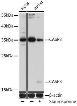 Western blot - Caspase-3 antibody (A16794)