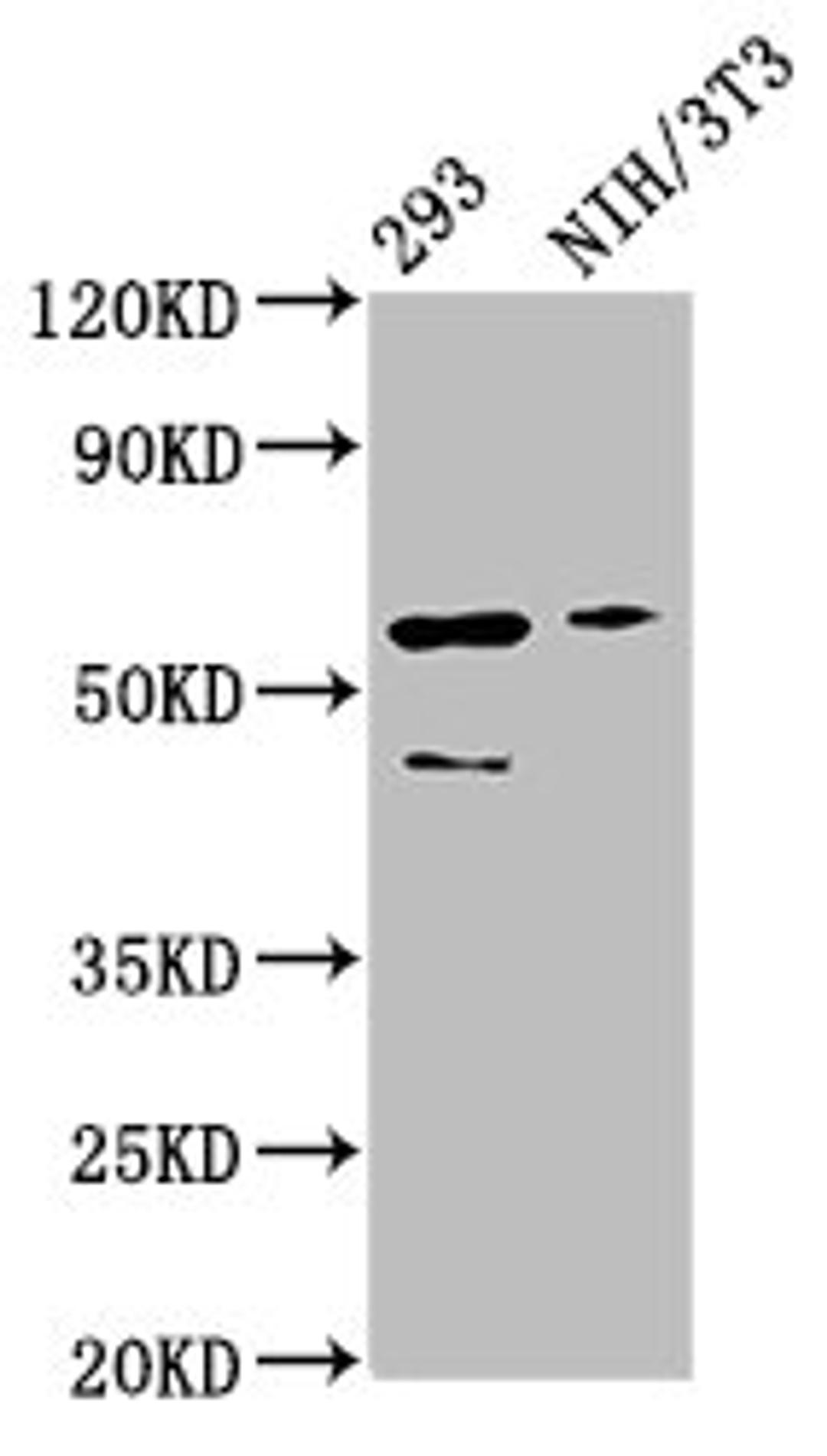 Western Blot. Positive WB detected in: 293 whole cell lysate, NIH/3T3 whole cell lysate. All lanes: RELA antibody at 3µg/ml. Secondary. Goat polyclonal to rabbit IgG at 1/50000 dilution. Predicted band size: 61, 59, 60 kDa. Observed band size: 61 kDa