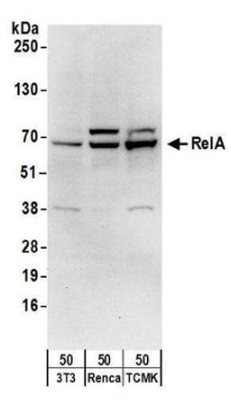 Detection of mouse RelA by western blot.