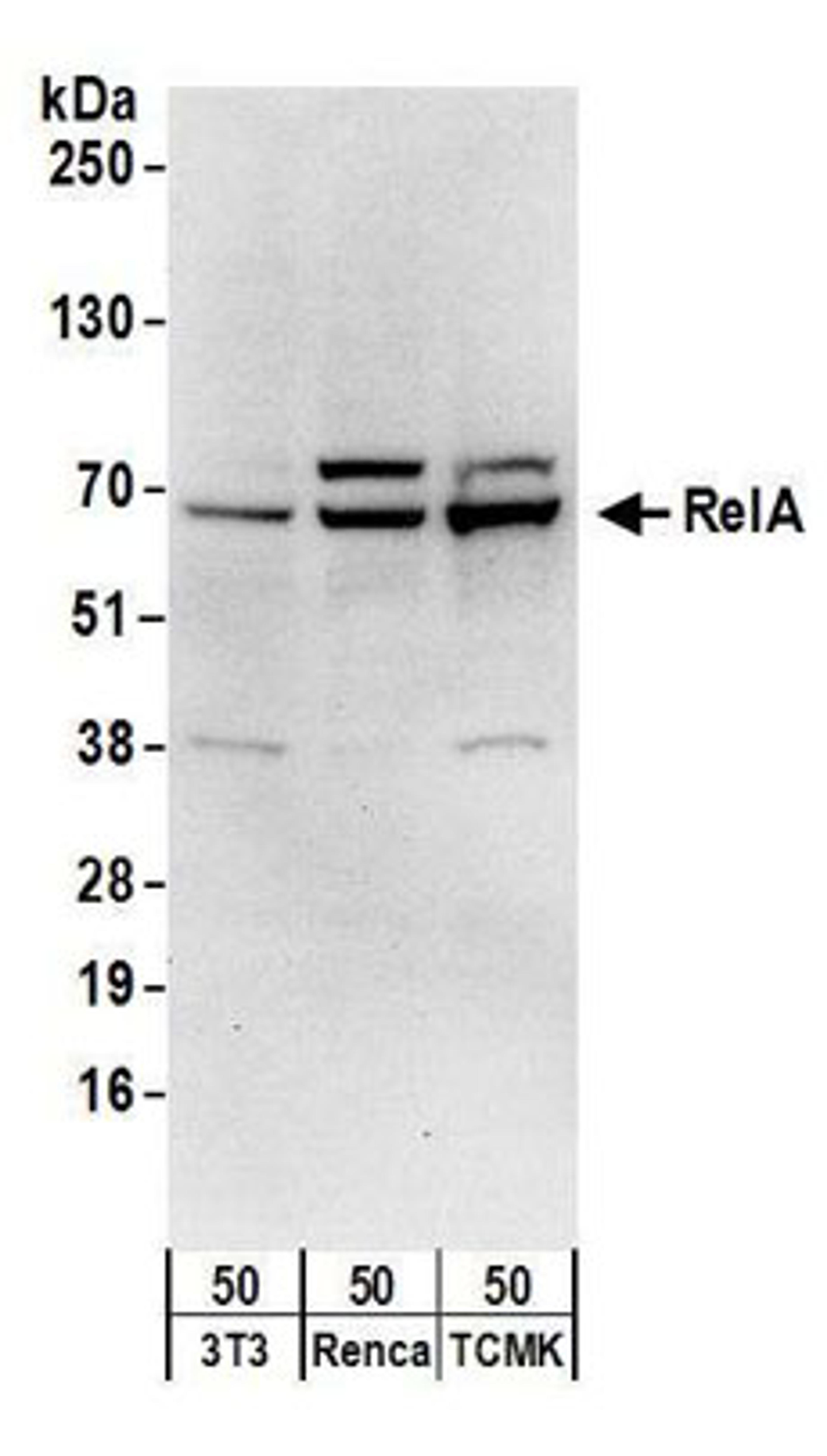 Detection of mouse RelA by western blot.