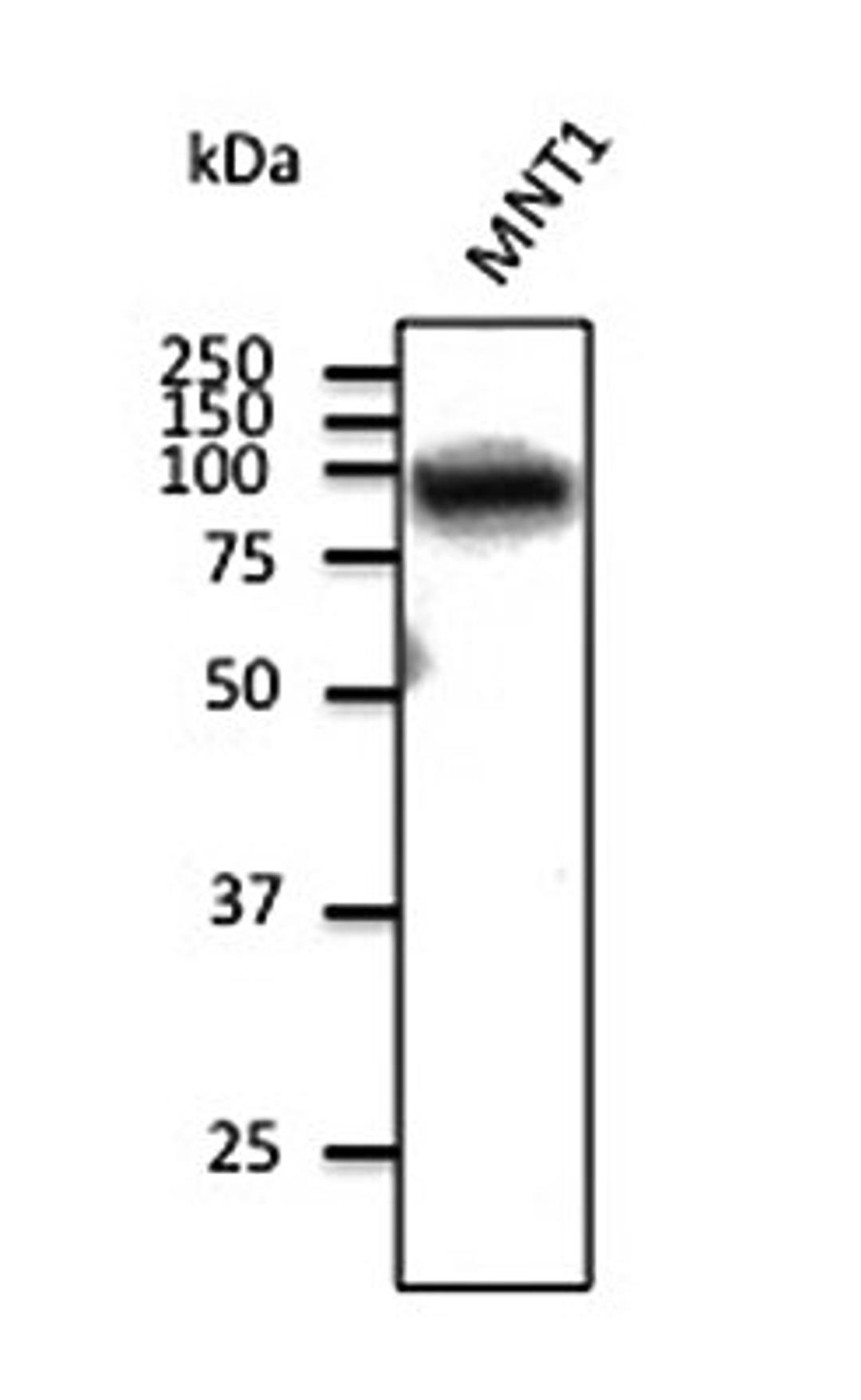 Western blot analysis of MNT1 cell line lysate using Catenin beta 1 antibody.