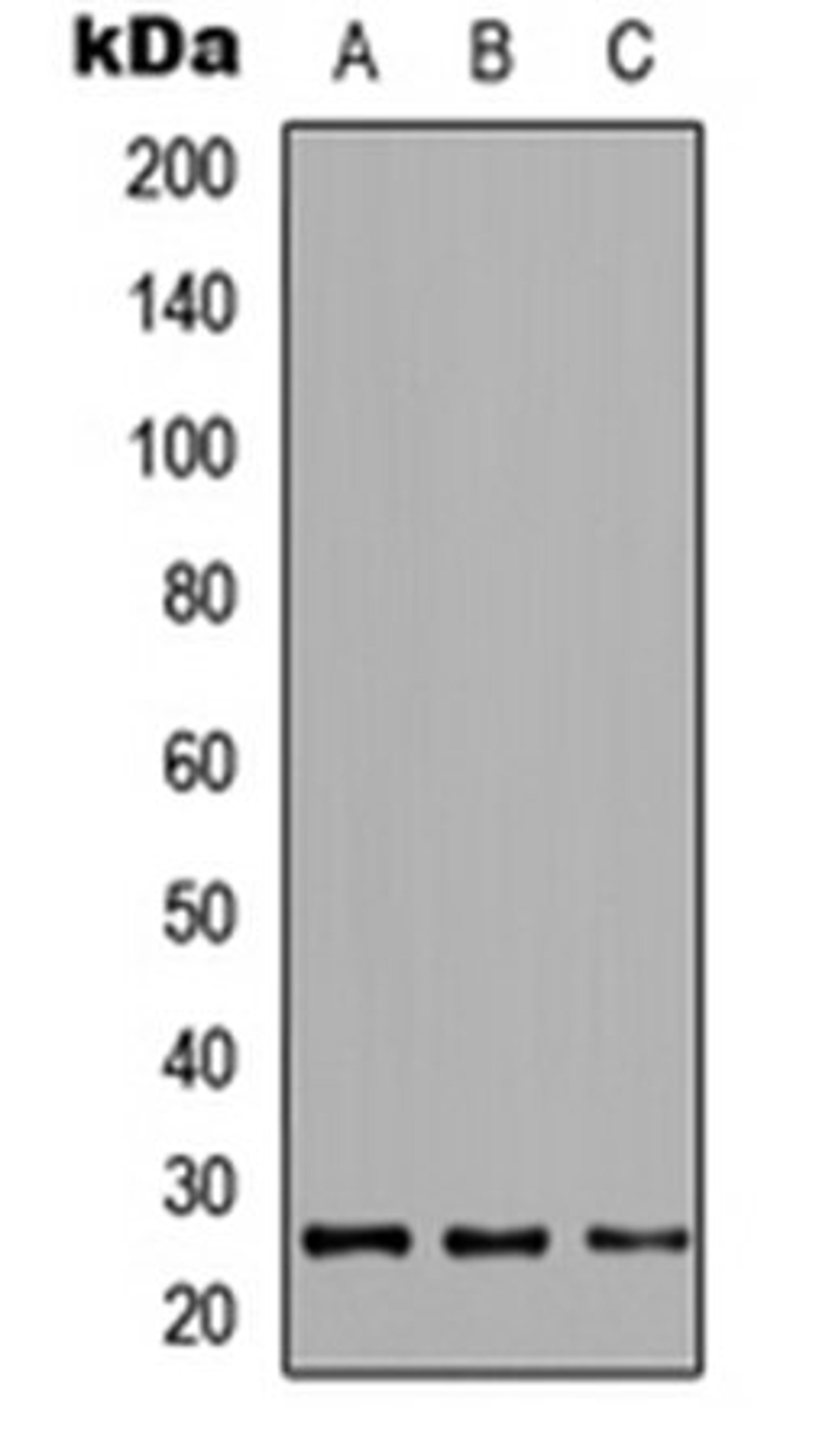 Western blot analysis of HeLa (Lane1), NS-1 (Lane2), PC12 (Lane3) whole cell using CRIF1 antibody