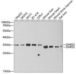 Western blot - DHRS2 antibody (A6446)