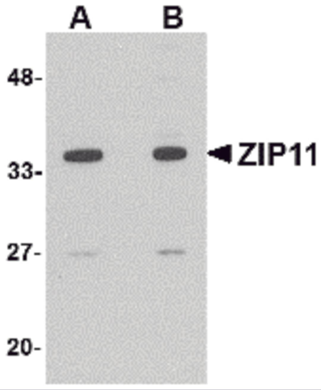 Western blot analysis of ZIP11 in mouse kidney tissue lysate with ZIP11 antibody at (A) 1 and (B) 2 μg/mL.